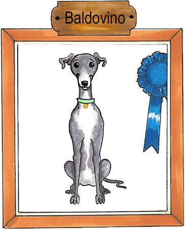 Breed: Greyhound