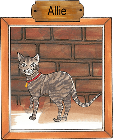 Breed: Calico Cat